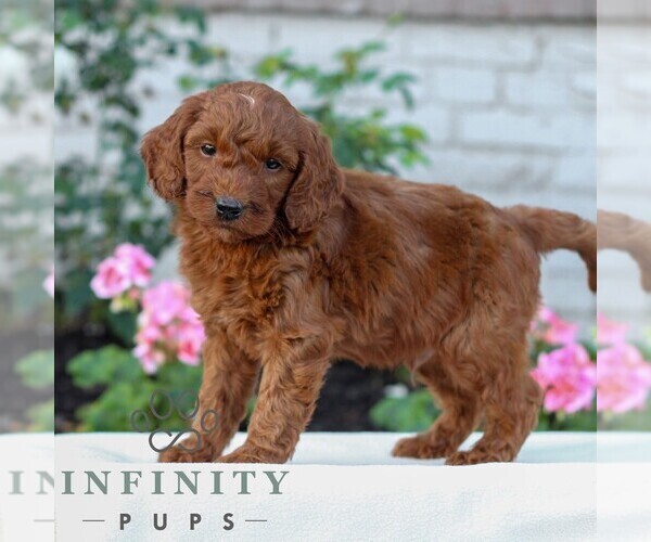 Medium Photo #4 Goldendoodle (Miniature) Puppy For Sale in LITITZ, PA, USA