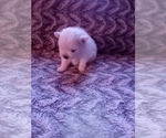 Small Photo #16 Pomeranian Puppy For Sale in CORYDON, IN, USA