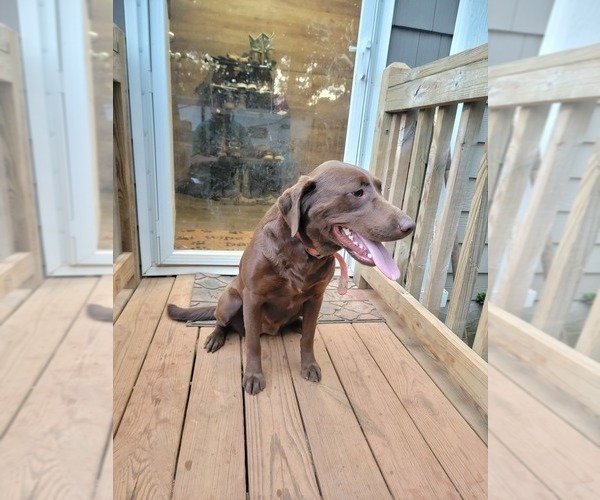 Medium Photo #1 Labrador Retriever Puppy For Sale in TOCCOA, GA, USA