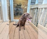 Small Photo #1 Labrador Retriever Puppy For Sale in TOCCOA, GA, USA