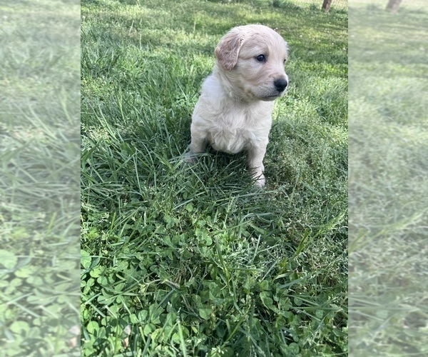 Medium Photo #6 Goldendoodle Puppy For Sale in MATTHEWS, NC, USA