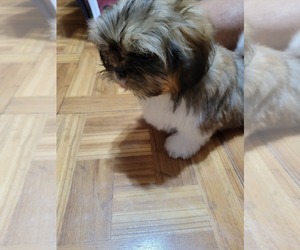 Shih Tzu Puppy for sale in SAN ANTONIO, TX, USA