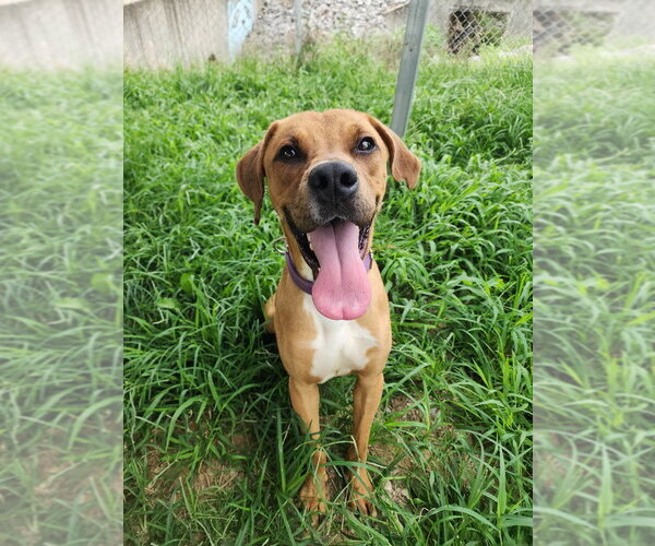 Medium Photo #6 Mutt Puppy For Sale in Evansville, IN, USA