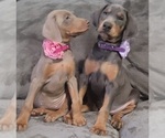 Small Photo #22 Doberman Pinscher Puppy For Sale in POMEROY, OH, USA
