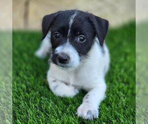 Mutt Dogs for adoption in San Diego, CA, USA