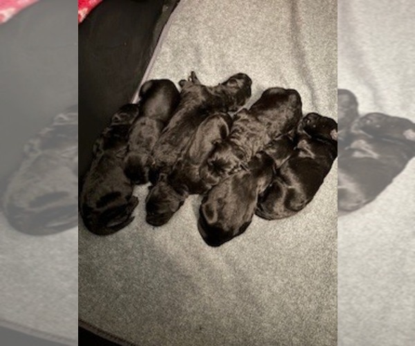 Medium Photo #1 Schnauzer (Giant) Puppy For Sale in NOBLESVILLE, IN, USA