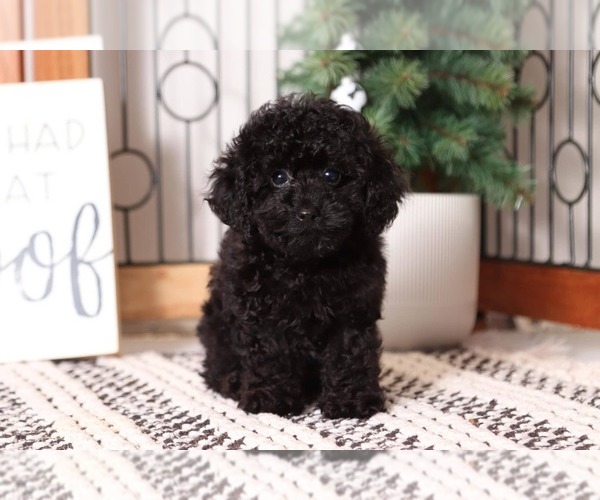 Medium Photo #2 Poodle (Toy) Puppy For Sale in NAPLES, FL, USA