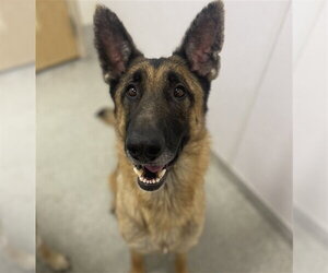 German Shepherd Dog-Unknown Mix Dogs for adoption in Fort Collins, CO, USA