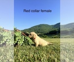 Small #1 Golden Retriever