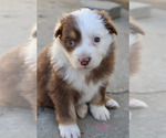 Puppy Puppy 4 Australian Shepherd