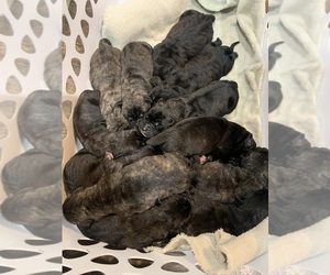 Mastiff-Neapolitan Mastiff Mix Puppy for sale in PINCKNEYVILLE, IL, USA