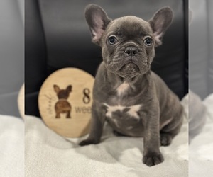 Faux Frenchbo Bulldog Puppy for sale in RIDGEVILLE, SC, USA