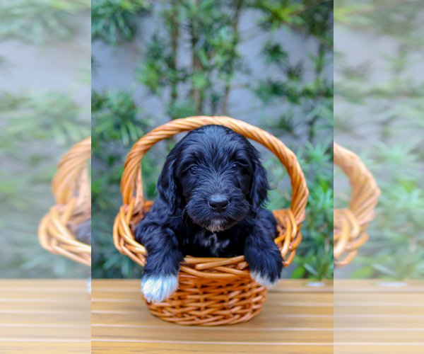 Medium Photo #3 Goldendoodle Puppy For Sale in MIAMI, FL, USA