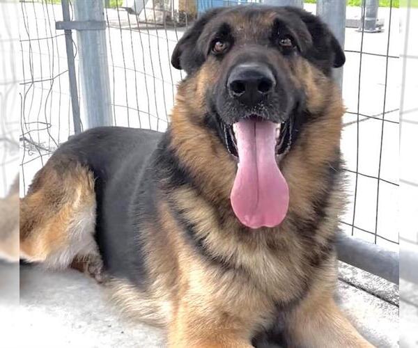 Medium Photo #2 German Shepherd Dog Puppy For Sale in Houston, TX, USA