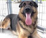 Small #1 German Shepherd Dog