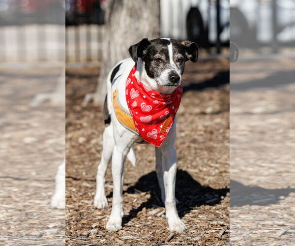 Medium Photo #6 Jack-Rat Terrier Puppy For Sale in McKinney, TX, USA