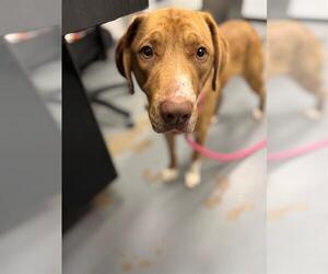 Labrador Retriever-Unknown Mix Dogs for adoption in Peoria, IL, USA