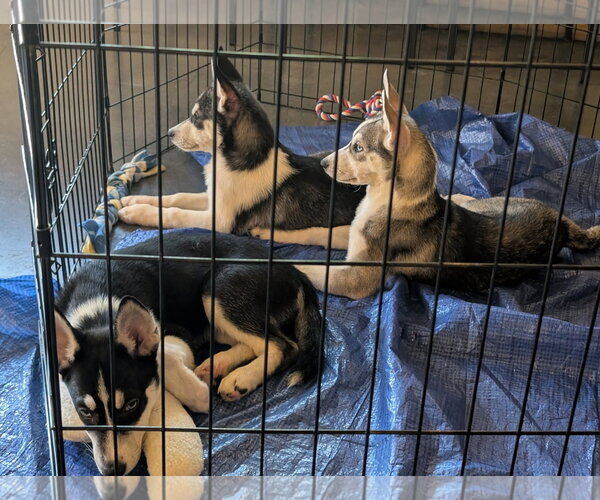 Medium Photo #2 Siberian Husky-Unknown Mix Puppy For Sale in Holly Springs, NC, USA