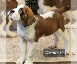 Saint Bernard Puppy for Sale in BERESFORD, South Dakota USA