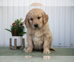 Puppy 7 Goldendoodle
