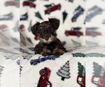 Puppy Coco Schnauzer (Miniature)