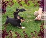 Small #54 Pembroke Welsh Corgi-Scottish Terrier Mix