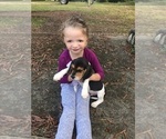 Small Photo #8 Beagle Puppy For Sale in ANNISTON, AL, USA
