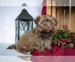 Puppy Isaiah Havanese