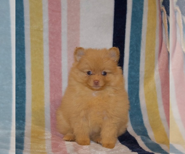 Medium Photo #6 Pomeranian Puppy For Sale in LAKE CITY, SC, USA
