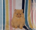 Puppy Princess Pomeranian