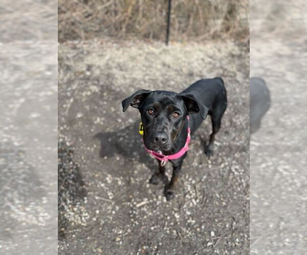 Medium Photo #6 Mutt Puppy For Sale in Elmsford, NY, USA