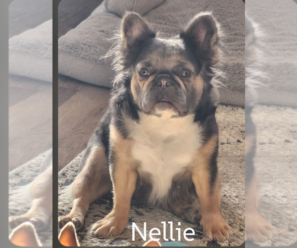 Medium Photo #3 French Bulldog Puppy For Sale in Sioux Falls, SD, USA