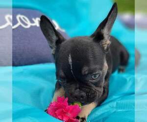 French Bulldog Puppy for sale in SARASOTA, FL, USA