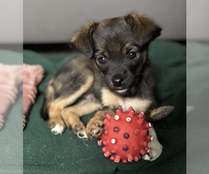 Chihuahua-Unknown Mix Dogs for adoption in Anchorage, AK, USA