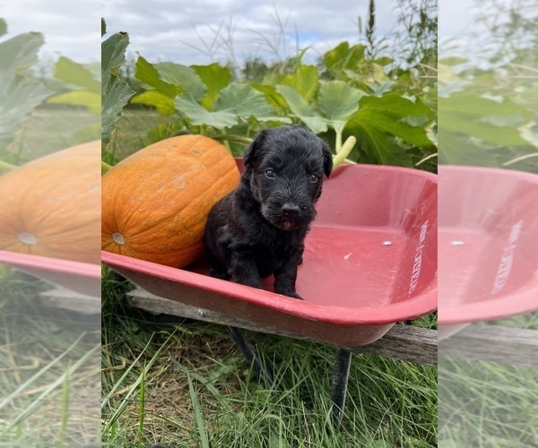 Medium Photo #15 Aussiedoodle Puppy For Sale in RUSSELL, IA, USA