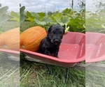 Small Photo #15 Aussiedoodle Puppy For Sale in RUSSELL, IA, USA