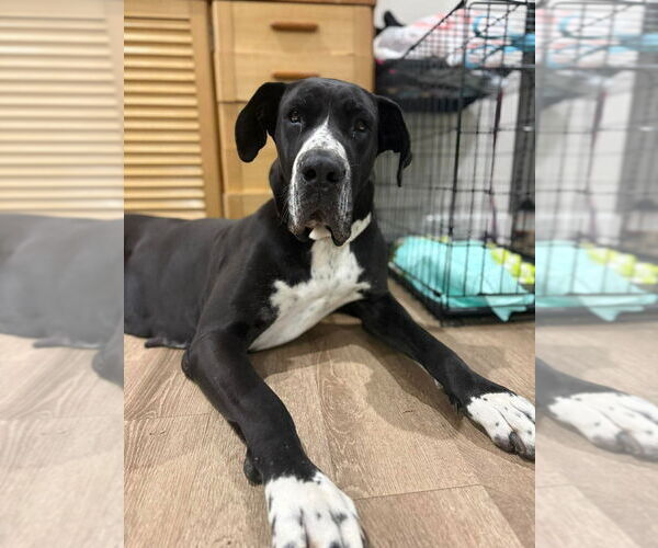 Medium Photo #2 Great Dane Puppy For Sale in Bullard, TX, USA