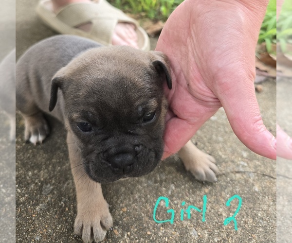 Medium Photo #4 Olde English Bulldogge Puppy For Sale in NUNNELLY, TN, USA