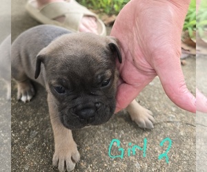 Medium Olde English Bulldogge
