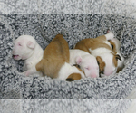 Small Photo #6 Bull Terrier Puppy For Sale in KENDALL, FL, USA