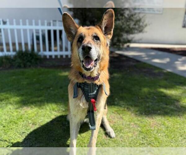 Medium Photo #2 German Shepherd Dog Puppy For Sale in San Clemente, CA, USA