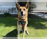 Small #1 German Shepherd Dog