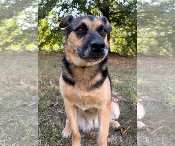 Medium Photo #5 German Shepherd Dog-Unknown Mix Puppy For Sale in Attalka, AL, USA