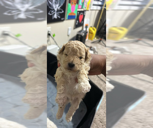 Havanese-Poodle (Toy) Mix Puppy for sale in STONE MOUNTAIN, GA, USA