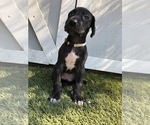 Small Photo #4 Great Dane Puppy For Sale in LAS VEGAS, NV, USA