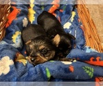 Small Photo #22 Yorkshire Terrier Puppy For Sale in BRIDGETON, NJ, USA
