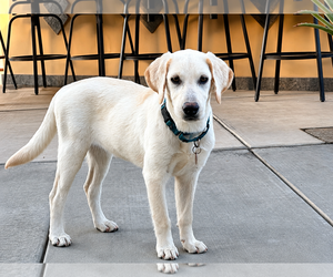 Labrador Retriever Dogs for adoption in Clovis, CA, USA