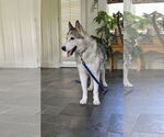 Small #3 Alusky
