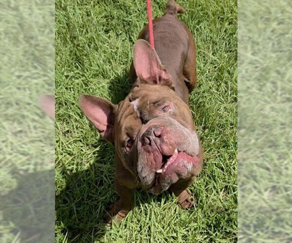 Medium Photo #2 American Staffordshire Terrier Puppy For Sale in Fort Lauderdale, FL, USA