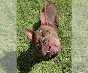 BIG BOY - Male American Staffordshire Terrier Dog for Adoption - Photo #2